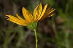 Variableleaf sunflower